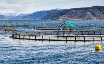 Le saumon, les omega 3 et les maladies cardiovasculaires élevage saumons pollution métaux lourds