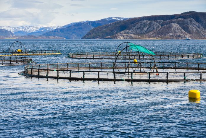 élevage saumons pollution métaux lourds