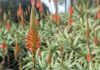 L’aloe arborescens, le cancer et la spiritualité Aloe arborescens cure anti-cancer