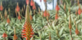 L’aloe arborescens, le cancer et la spiritualité Aloe arborescens cure anti-cancer