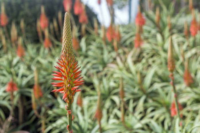 Aloe arborescens cure anti-cancer