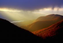 Systémique #4 : De la compassion pour le vivant compassion pour le vivant