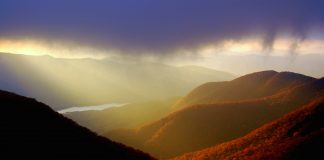 Systémique #4 : De la compassion pour le vivant compassion pour le vivant