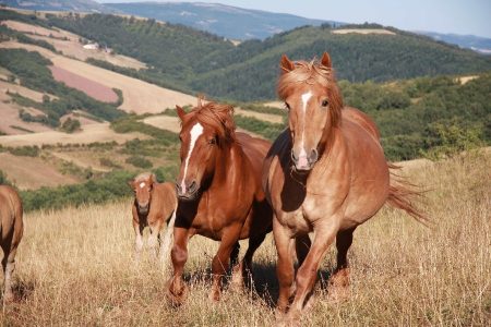 equiderma chevaux juments liberté