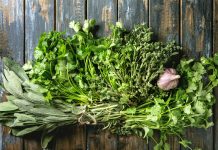 Deux semis précoces en vue des beaux jours herbes aromatiques coriandre origan