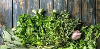 Deux semis précoces en vue des beaux jours herbes aromatiques coriandre origan