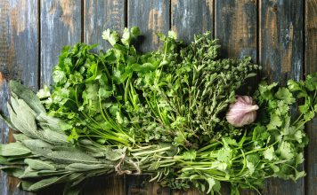 Deux semis précoces en vue des beaux jours herbes aromatiques coriandre origan