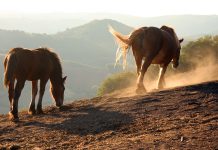Le lait de jument, un des plus vieux remèdes de l’humanité lait de jument equiderma aveyron