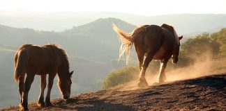Le lait de jument, un des plus vieux remèdes de l’humanité lait de jument equiderma aveyron