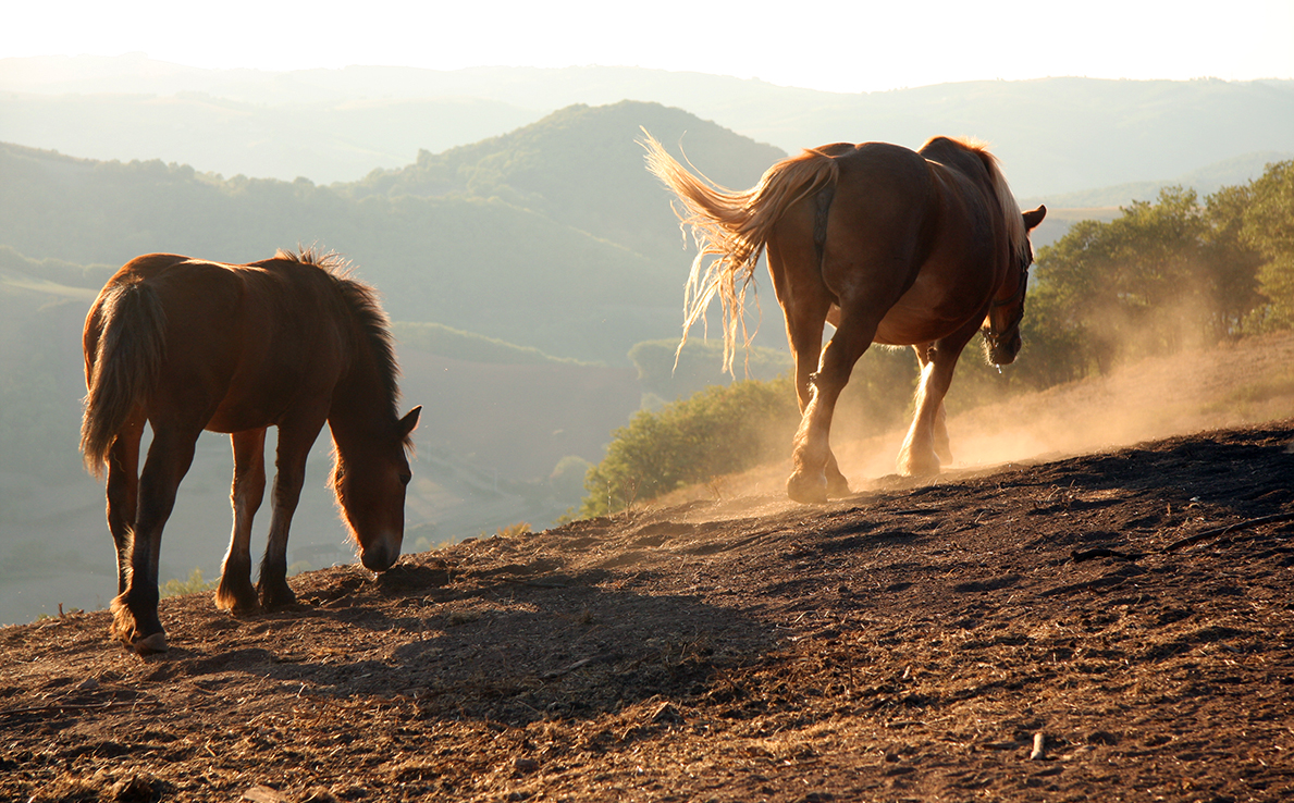 Le Lait De Jument Un Des Plus Vieux Remedes De L Humanite Reponses Bio