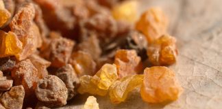 Les indications de la phytothérapie Ayurvédique myrrhe ayurveda