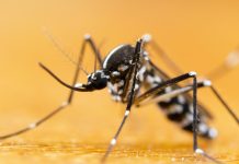 Faut-il s’inquiéter des alertes aux moustiques ?