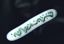 Les enzymes, indispensables aux processus métaboliques les enzymes sont indispensables à la vie