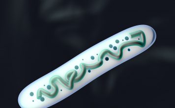 Les enzymes, indispensables aux processus métaboliques les enzymes sont indispensables à la vie