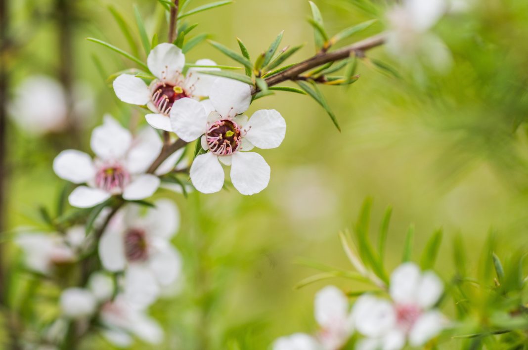 huile essentielle de manuka