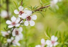 L’huile essentielle de Manuka, plus puissante que le Tea tree huile essentielle de manuka