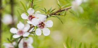 L’huile essentielle de Manuka, plus puissante que le Tea tree huile essentielle de manuka