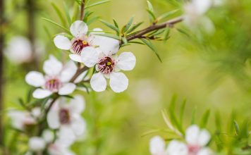 L’huile essentielle de Manuka, plus puissante que le Tea tree huile essentielle de manuka