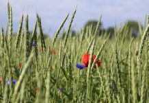 Vers la fin des pesticides, ou l’emprisonnement du vivant ? interdiction des pesticides