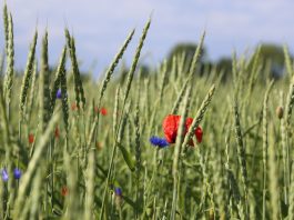 Vers la fin des pesticides, ou l’emprisonnement du vivant ? interdiction des pesticides