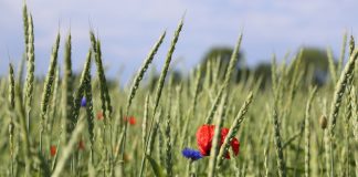 Vers la fin des pesticides, ou l’emprisonnement du vivant ? interdiction des pesticides