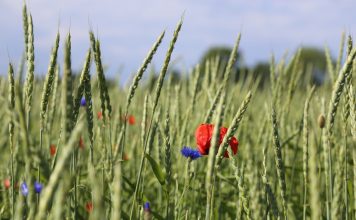 Vers la fin des pesticides, ou l’emprisonnement du vivant ? interdiction des pesticides