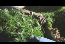 Artemisia annua, la chimie contre la nature ?