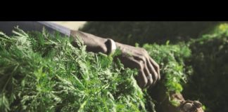 Artemisia annua, la chimie contre la nature ?