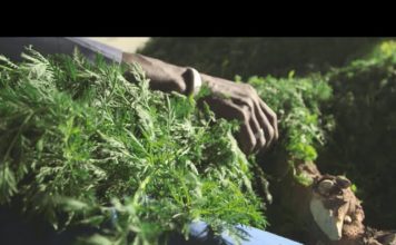 Artemisia annua, la chimie contre la nature ?