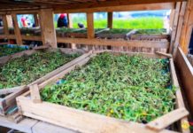 Le Covid-Organics est-il sous-estimé ou sur-vendu ? artemisia-covid-organics-reponses-bio