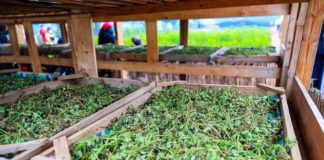 Le Covid-Organics est-il sous-estimé ou sur-vendu ? artemisia-covid-organics-reponses-bio