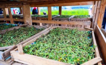 Le Covid-Organics est-il sous-estimé ou sur-vendu ? artemisia-covid-organics-reponses-bio
