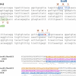Le « Yan Report » : La thèse chinoise de la manipulation génétique du SARS-CoV-2 comparaison sequencage SARS-CoV-2