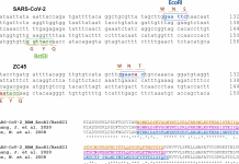 Le « Yan Report » : La thèse chinoise de la manipulation génétique du SARS-CoV-2 comparaison sequencage SARS-CoV-2