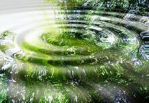 La Phycocyanine protège la thyroïde et module la réponse immunitaire phycocyanine-thyroide-ADN-reponsesbio