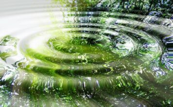 La Phycocyanine protège la thyroïde et module la réponse immunitaire phycocyanine-thyroide-ADN-reponsesbio