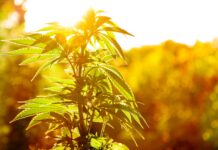 Les vertus thérapeutiques de l’huile essentielle de cannabis huile essentielle de cannabis sativa reponses bio