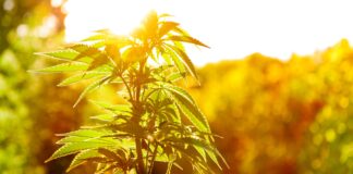 Les vertus thérapeutiques de l’huile essentielle de cannabis huile essentielle de cannabis sativa reponses bio