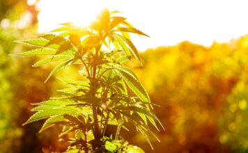 Les vertus thérapeutiques de l’huile essentielle de cannabis huile essentielle de cannabis sativa reponses bio
