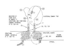 Les séquences du SARS-CoV qui font tache