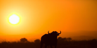 2021 sous le signe de l’horoscope chinois ? 2021-sous-le-signe-astrologique-chinois