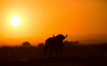 2021 sous le signe de l’horoscope chinois ? 2021-sous-le-signe-astrologique-chinois