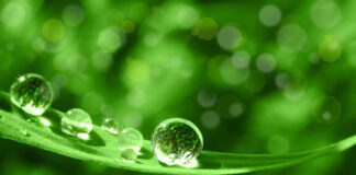 L’aromathérapie homéopathique, ou la compréhension des hydrolats aromatiques aromatherapie-homeopathique-hydrolat-cannabis-reponses-bio