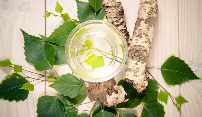seve-de-bouleau-reponsesbio seve-de-bouleau-reponsesbio