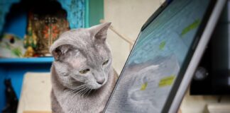 Les animaux domestiques pallient aux confinements Animaux-domestiques-confinements