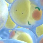 La détox moléculaire des adipocytes avec le charbon activé