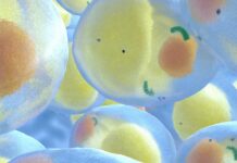 La détox moléculaire des adipocytes avec le charbon activé