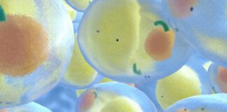 La détox moléculaire des adipocytes avec le charbon activé