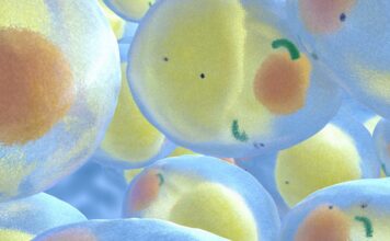 La détox moléculaire des adipocytes avec le charbon activé