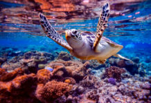 La subtile alchimie des huiles végétales pures la-subtile-alchimie-des-huiles-de-beaute-reponses-bio